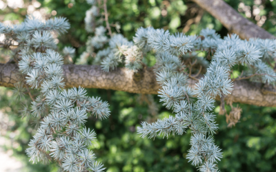 Atlas Cedar Fungus Solution