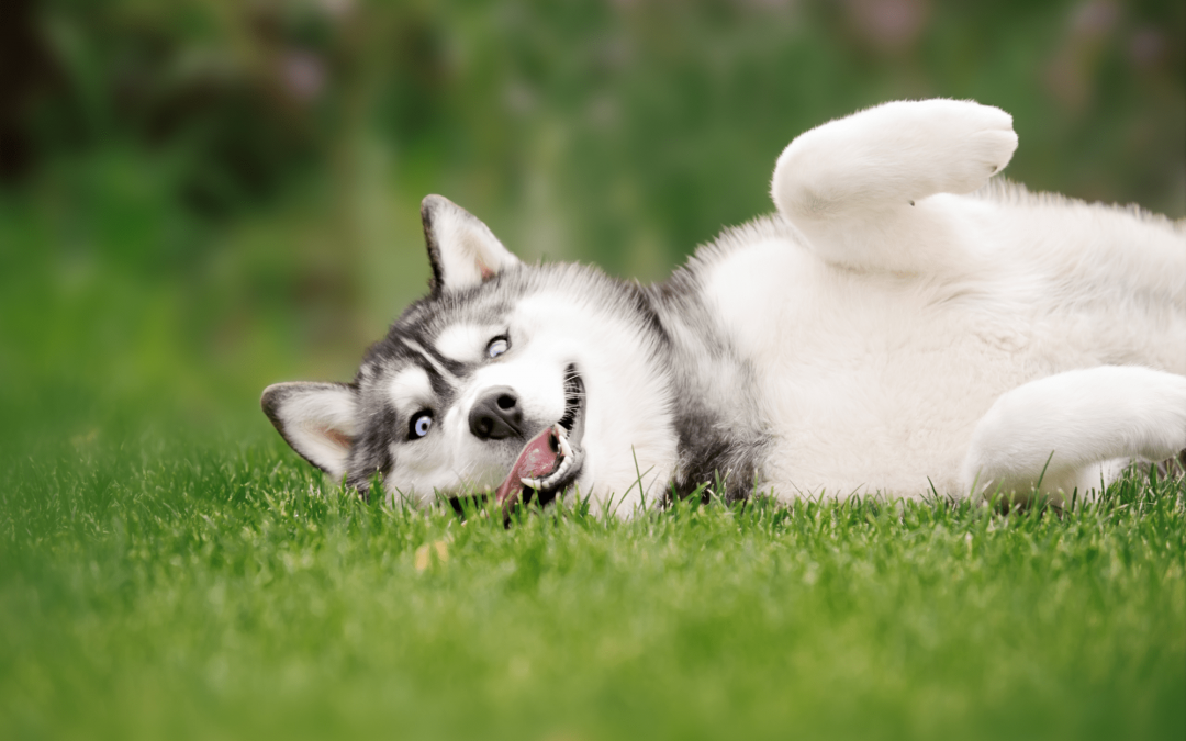 Greenhaven Landscapes builds dog-friendly yards in Vancouver WA - dog-husky in grass