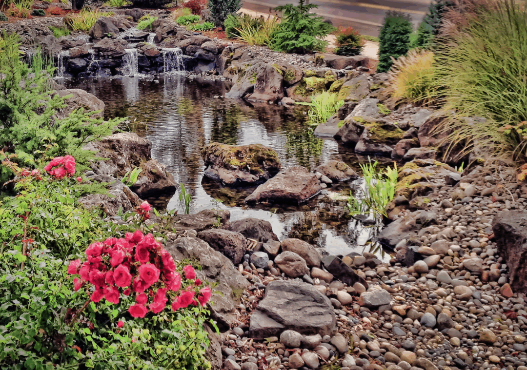 DogFriendly Yards Vancouver WA Greenhaven Landscapes