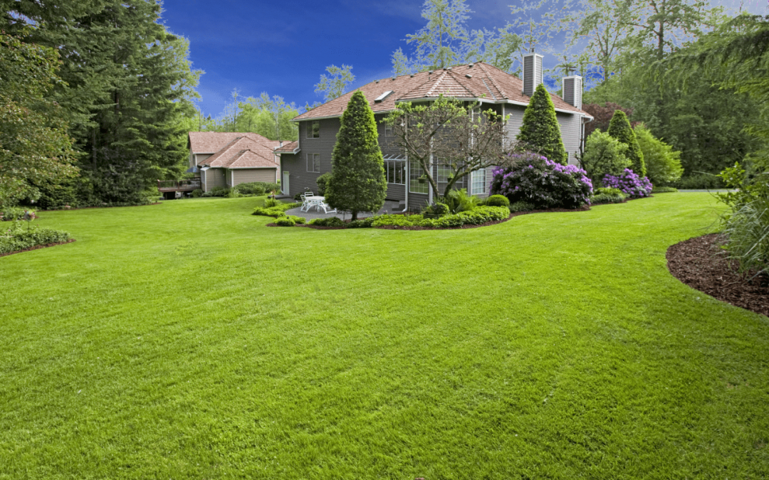 How to Transform a Stressed Yard to a Beautiful Yard