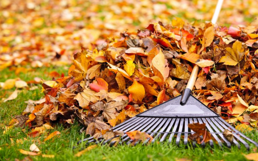 Greenhaven Landscapes helps Vancouver WA homeowners winterize their yards - raking leaves