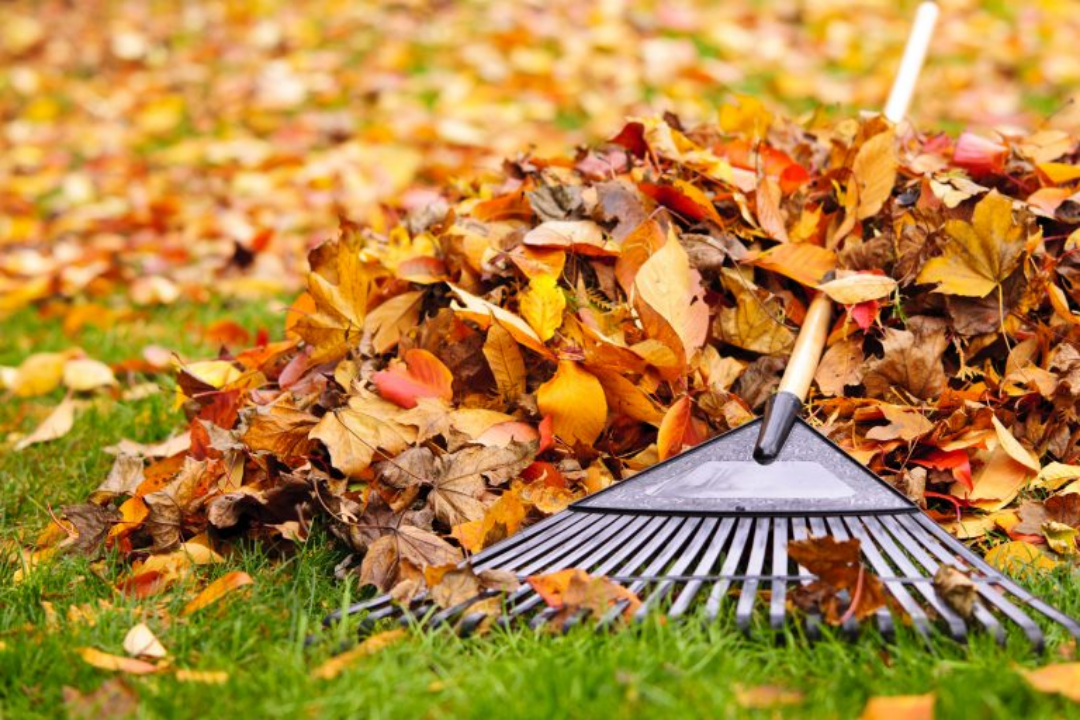 Greenhaven Landscapes helps Vancouver WA homeowners winterize their yards – raking leaves Greenhaven Landscapes helps Vancouver WA homeowners winterize their yards - raking leaves