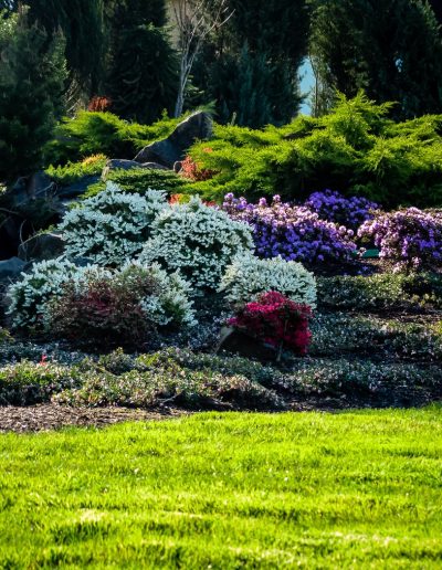 A Greenhaven Landscapes-designed customer's Vancouver WA backyard with blooming shrubbery and flowers and lush green grass