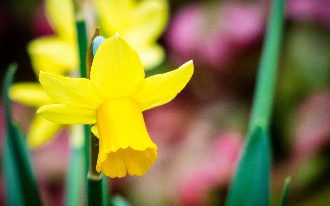 When Should I Start Spring Cleaning My Landscape - Daffodils
