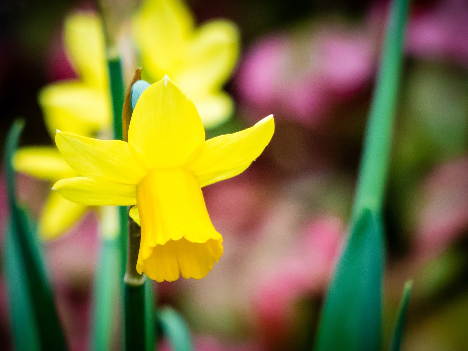 When Should I Start Spring Cleaning My Landscape - Daffodils
