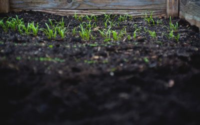 Start Your Composting Bin This Fall