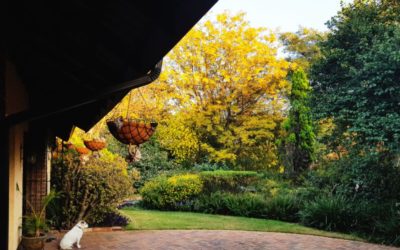 Your 4-Step Guide for Fall  Landscaping in the Pacific Northwest