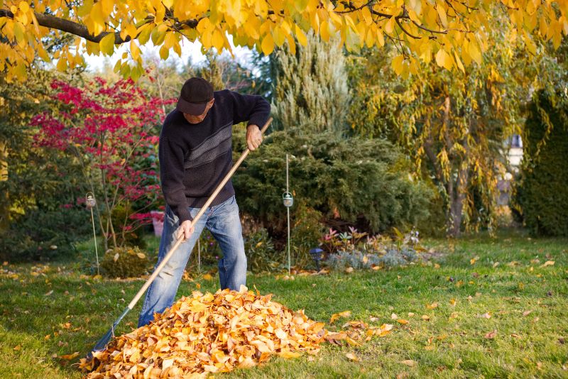 man raking fall leaves in a yard
