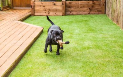 Why You Should Consider  Synthetic Turf for Your Lawn