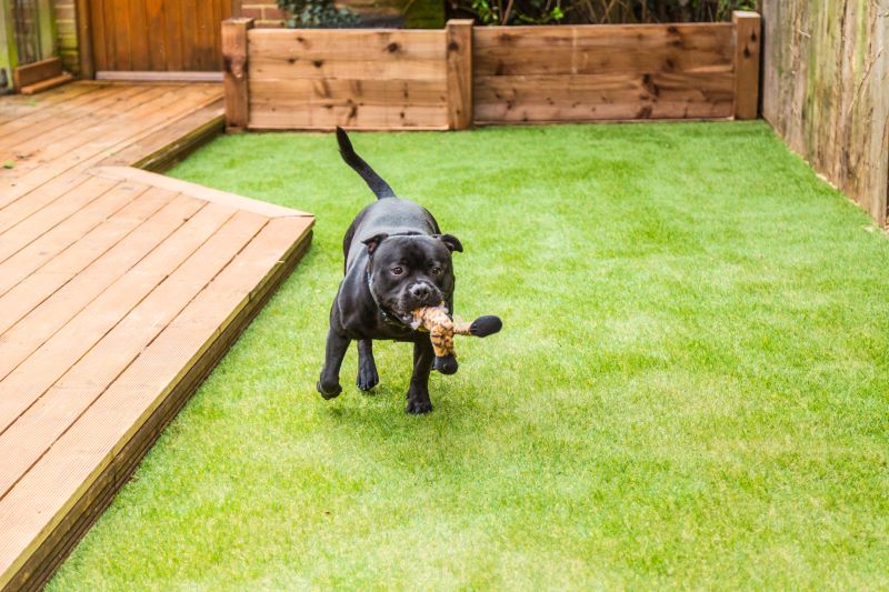 dog playing on synthetic turf in yard