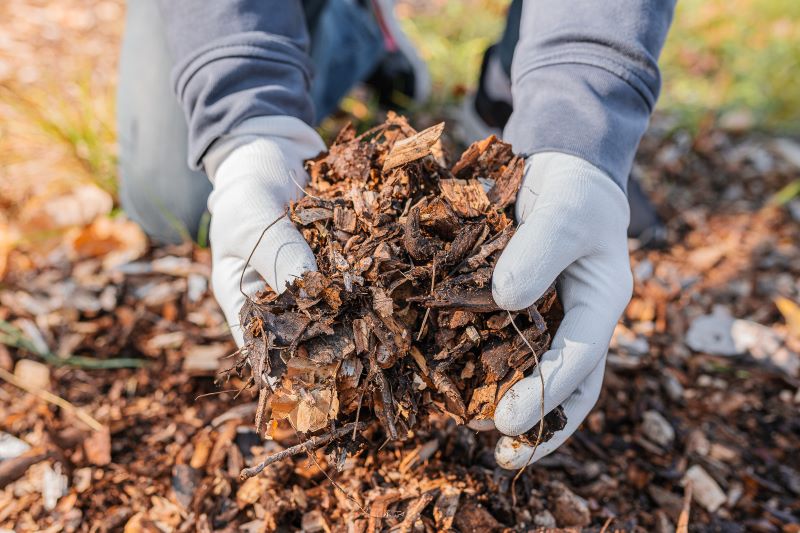 Greenhaven Landscapes adds mulch to winterize tree