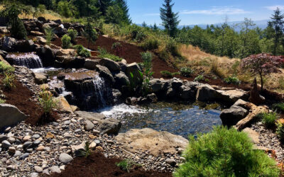 Busting the Top Myths About Backyard Water Features