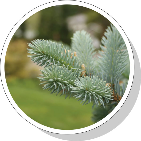 close view of needles on a plant featured in a Greenhaven Landscapes project