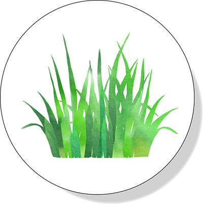 tuft of grass